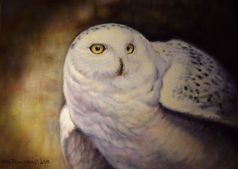 Snowy owl